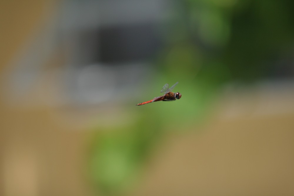 Libelle im freien Flug