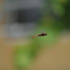 Libelle im freien Flug