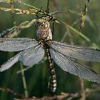 Libelle im Frühtau