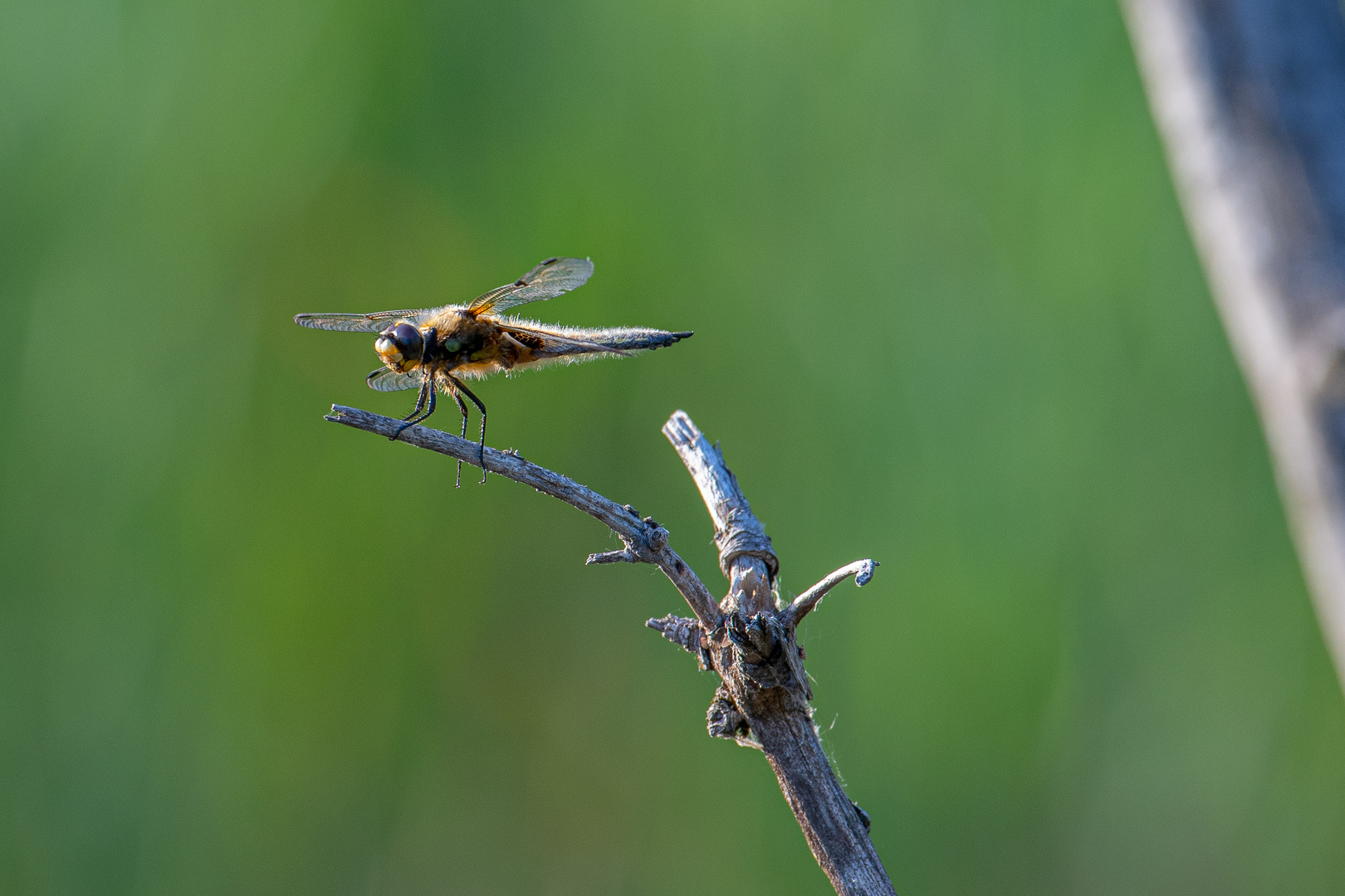 Libelle im Gandalöser