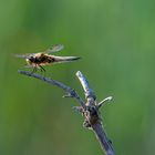 Libelle im Gandalöser