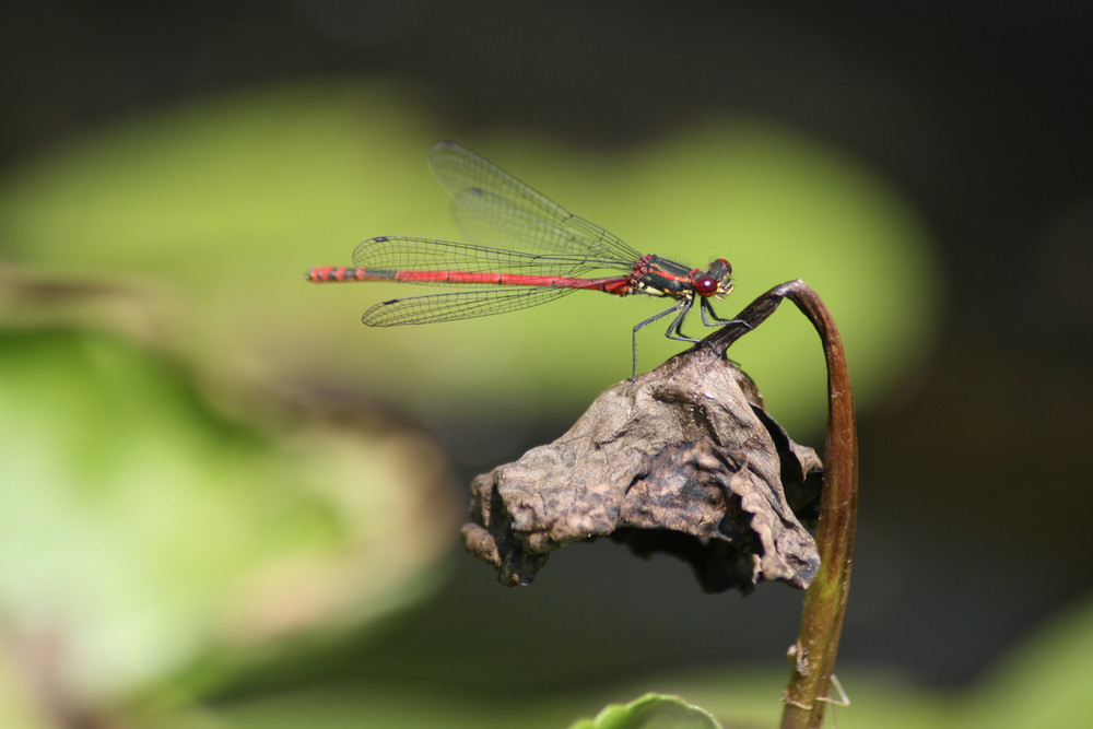 Libelle im Garten