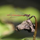 Libelle im Garten