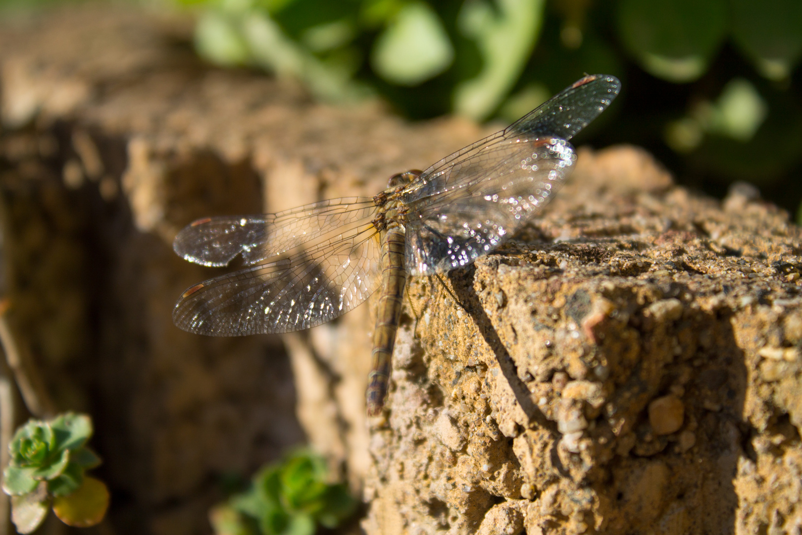 Libelle im Garten 1