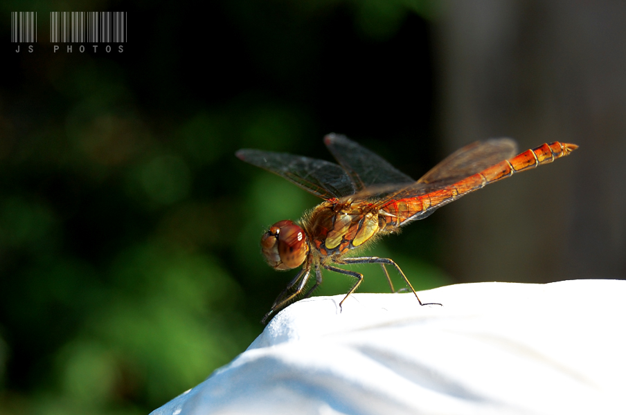 Libelle im Garten