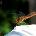 Libelle im Garten