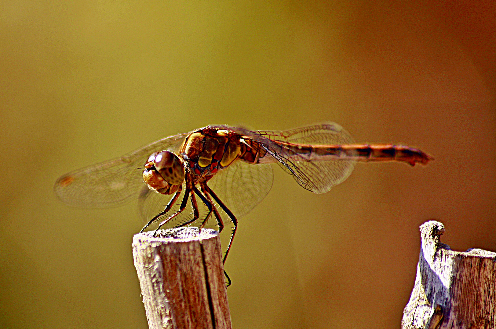 Libelle im Garten