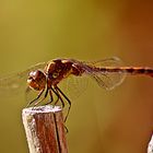 Libelle im Garten