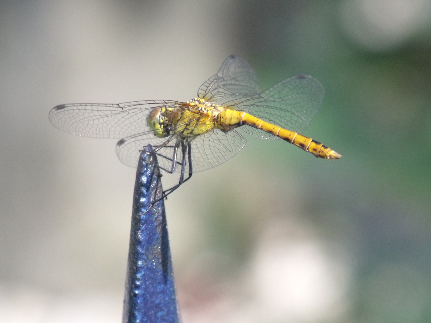 Libelle im Garten 2