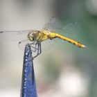 Libelle im Garten 2