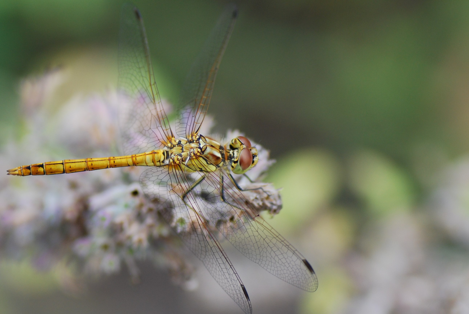 Libelle im Garten (2)