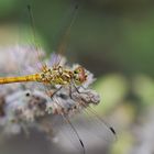 Libelle im Garten (2)