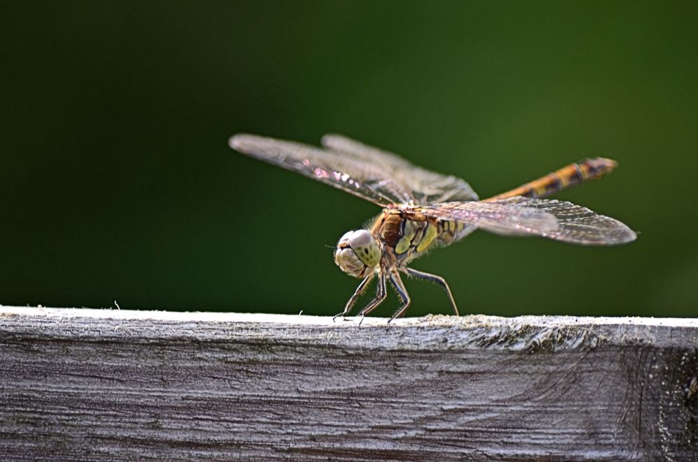 Libelle im Garten