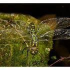 Libelle im Garten