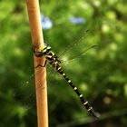 Libelle im Garten