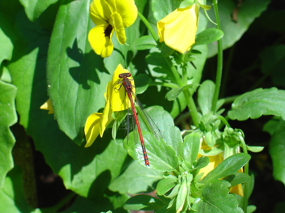 Libelle im Garten