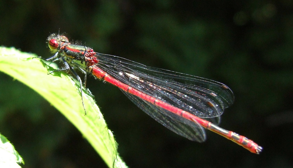 Libelle im Garten