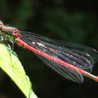 Libelle im Garten