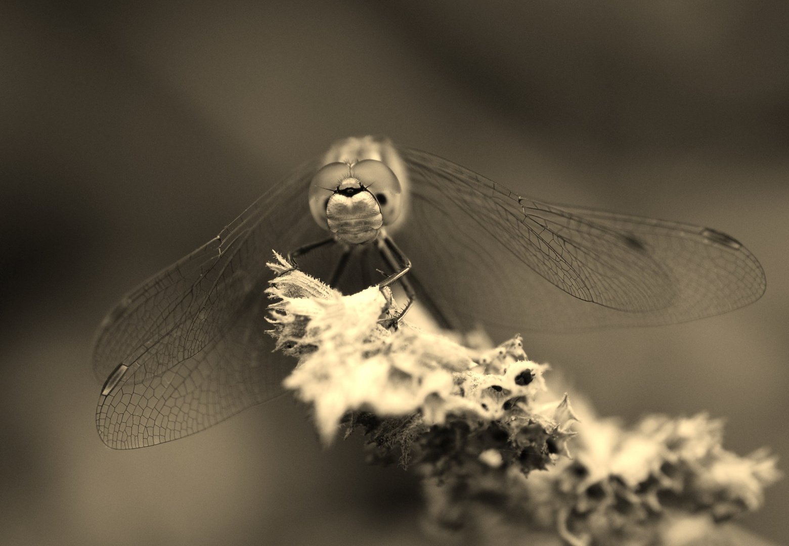 Libelle im Garten (3)