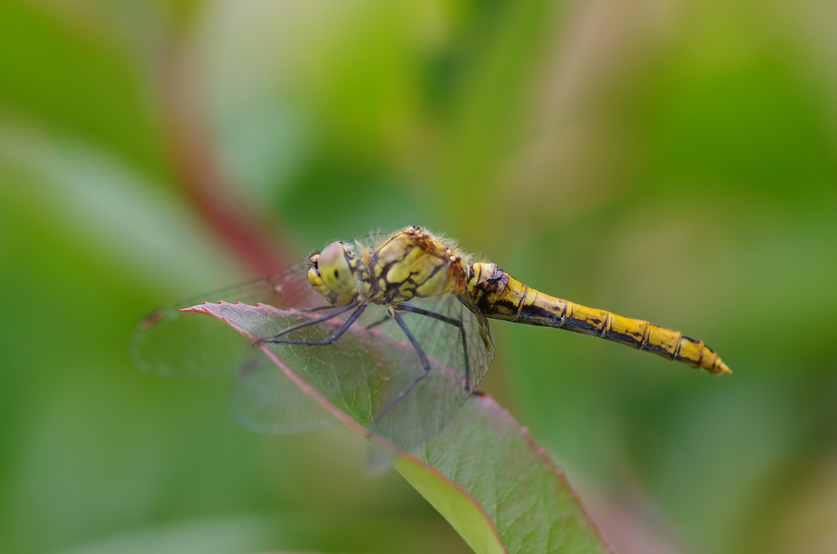 Libelle im Garten