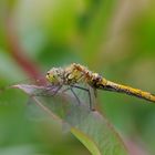 Libelle im Garten