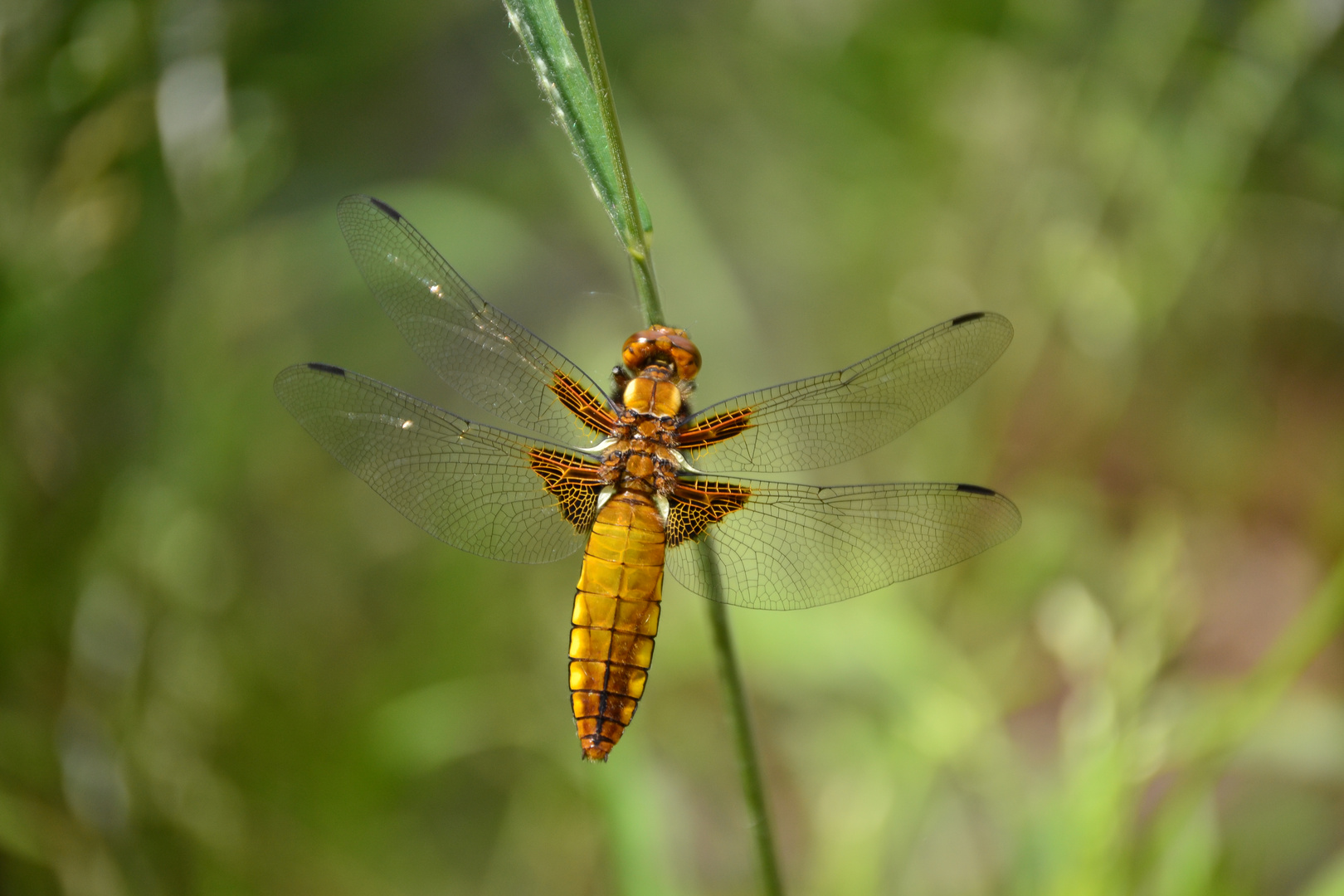 Libelle im Garten