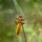 Libelle im Garten