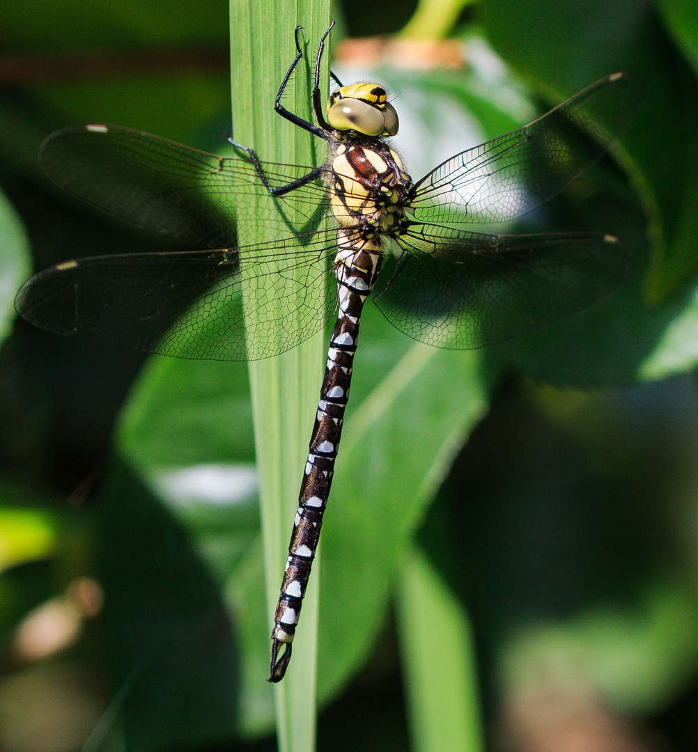 Libelle im Garten