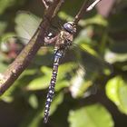 Libelle im Garten