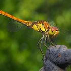 Libelle im Garten