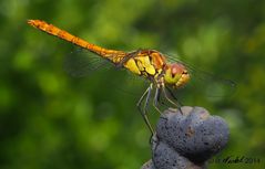 Libelle im Garten