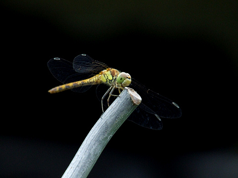 Libelle im Garten