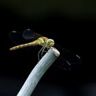 Libelle im Garten