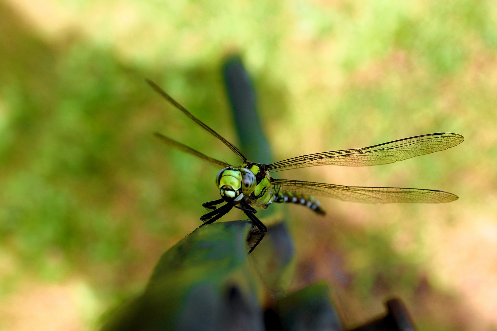 Libelle im Garten