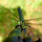 Libelle im Garten