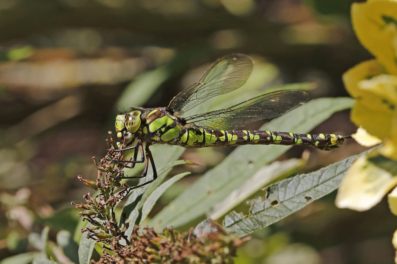 Libelle im Garten