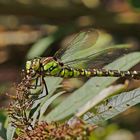 Libelle im Garten