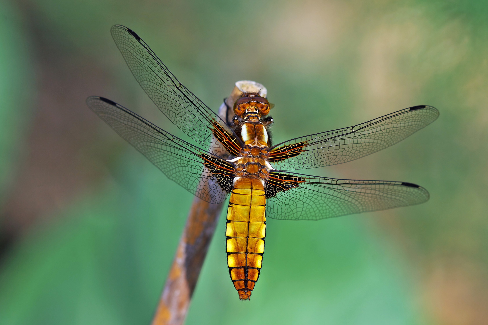 Libelle im Garten