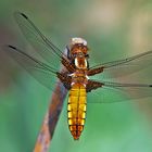 Libelle im Garten