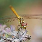 Libelle im Garten