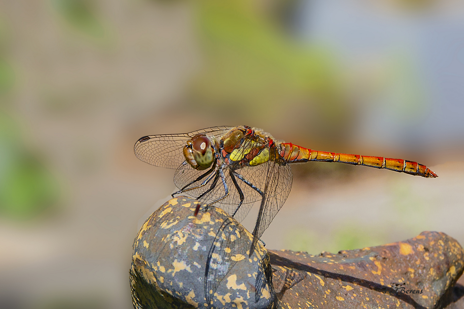 Libelle im Garten.