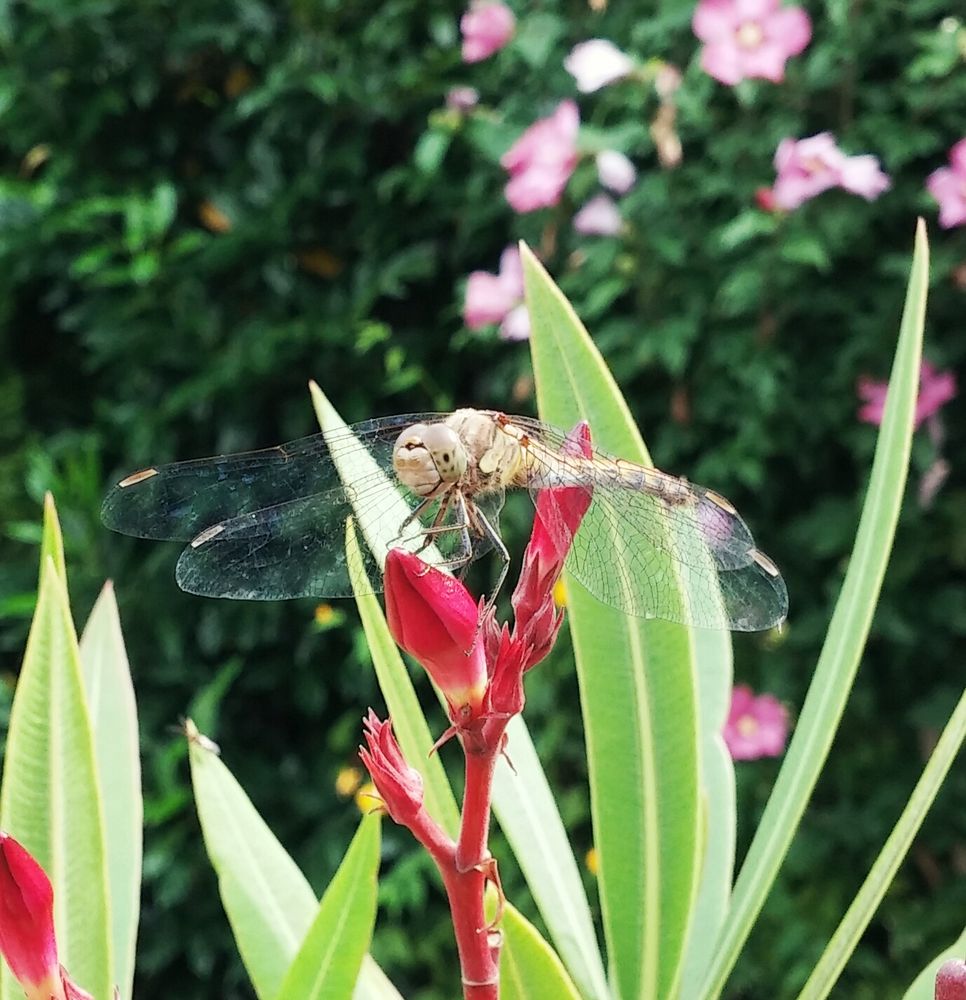 Libelle im Garten Foto & Bild natur, libelle, insekten Bilder auf