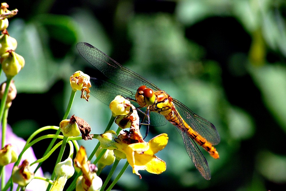 Libelle im Garten