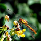 Libelle im Garten