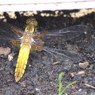 Libelle im Garten