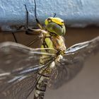 Libelle im Garten