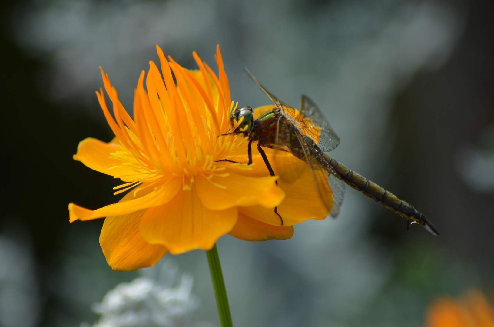 Libelle im Garten