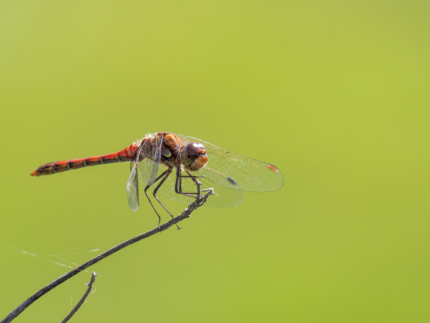 Libelle im Garten