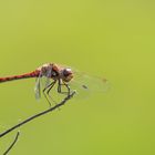 Libelle im Garten