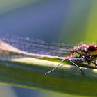 Libelle im Garten